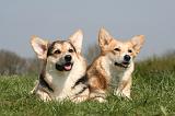 CORGI PEMBROKE 1264